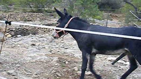 follada por un.burro|'follada por un burro' Search .